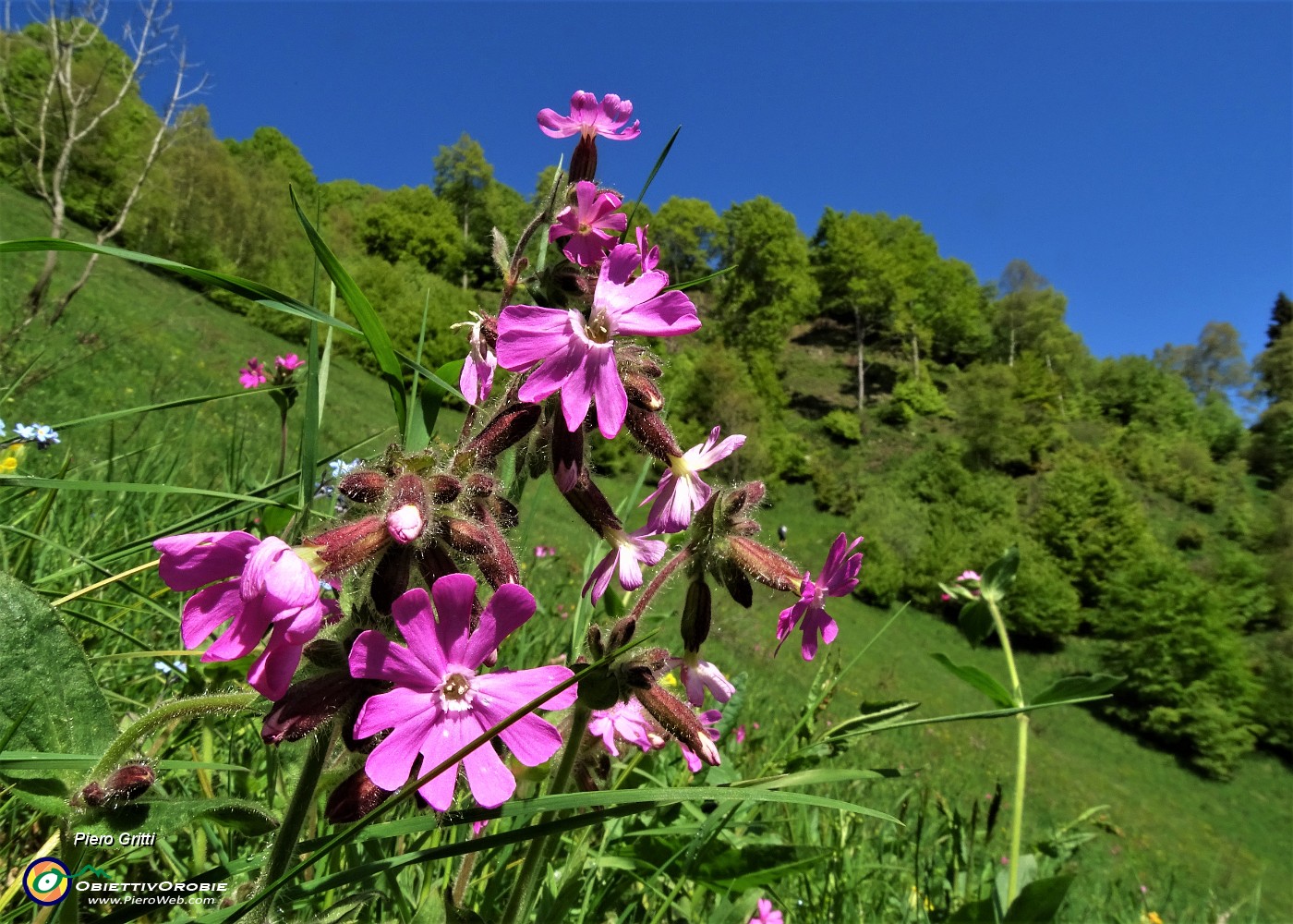 18 Fiori rossi di Silene dioica.JPG